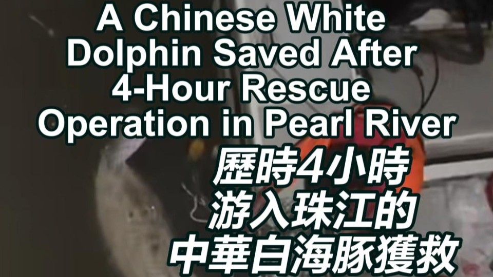 A Chinese white dolphin saved after 4-hour rescue operation in Pearl River